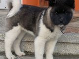 akita american