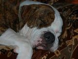 American Bulldog Johnson