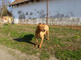 American Pit Bull Terrier pt Monta