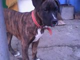 amstaff mascul