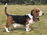 BASSET HOUND MONTA