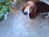 BASSET  HOUND  MONTA