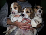 BEAGLE DE VANZARE