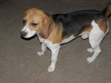 Beagle donez