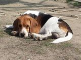 Beagle mascul