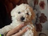 Bichon Bolognesse