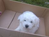 bichon frise