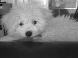 Bichon Frise