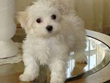 Bichon Frise, mascul, 8 saptamani