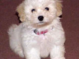 bichon frize 500 ron