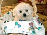 bichon frize 600 ron