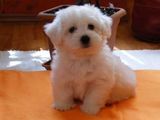 bichon frize 600 ron