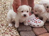 bichon frize albi 500.ron