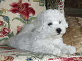 bichon frize albi femele 500 ron