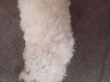 bichon frizi