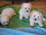 bichon havanez 400 ron