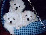 bichon maltese