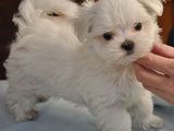 bichon maltese