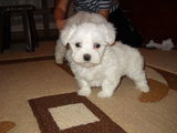 Bichon Maltese