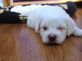 bichon maltese