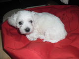 bichon maltez