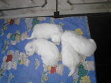 Bichon Maltez