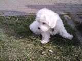 bichon maltez