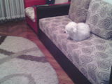 bichon maltez