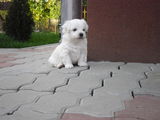 Bichon Maltez