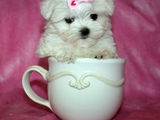 bichon maltez albi