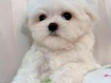 bichon maltez albi