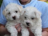 bichon maltez albi