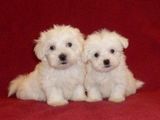 bichon maltez albi