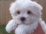 bichon maltez albi