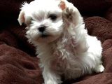 bichon maltez albi