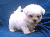 bichon maltez albi