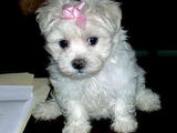 bichon maltez albi