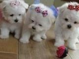 bichon maltez albi