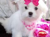 bichon maltez albi