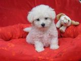 bichon maltez albi 500 ron