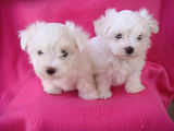 bichon maltez albi 500 ron