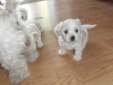 bichon maltez albi 500 ron