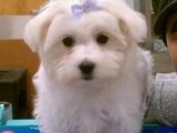 bichon maltez albi 500 ron