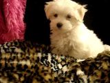 bichon maltez albi 500 ron