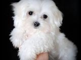 bichon maltez albi 600 ron