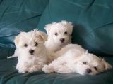 bichon maltez albi 600 ron