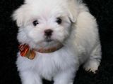 bichon maltez albi 600 ron