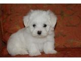 bichon maltez albi 600 ron