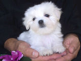 bichon maltez albi 600 ron