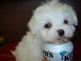 bichon maltez albi 600 ron